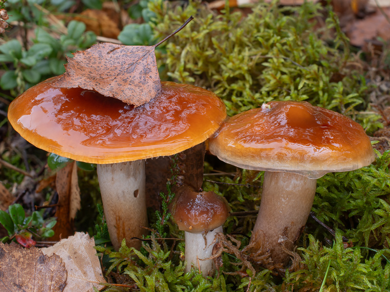 Cortinarius oreoborealis